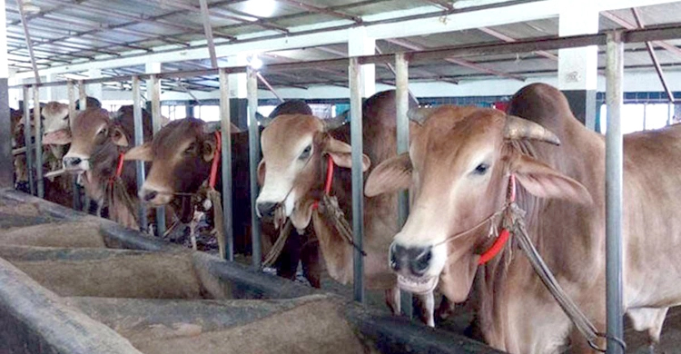 চোরাইপথে গরু এলে কপাল পুড়বে খামারিদের