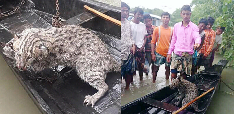 ছাতকে জনতার হাতে মেচো বাঘ আটক