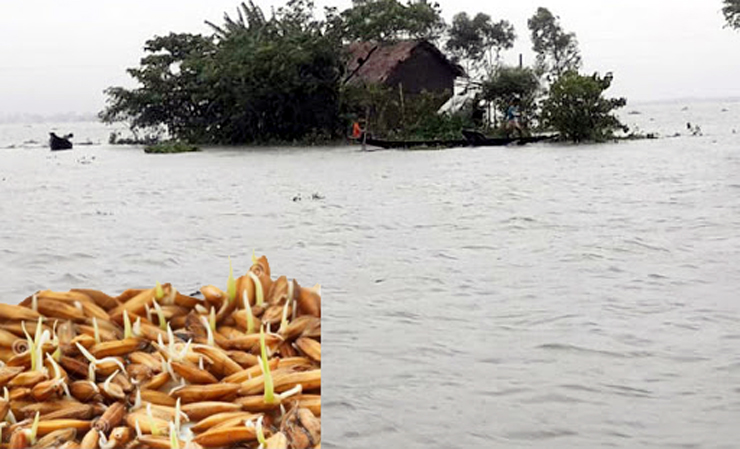গোয়াইনঘাটে বানের জলে ডুবে আছে বীজতলা, দুশ্চিন্তায় কৃষকরা