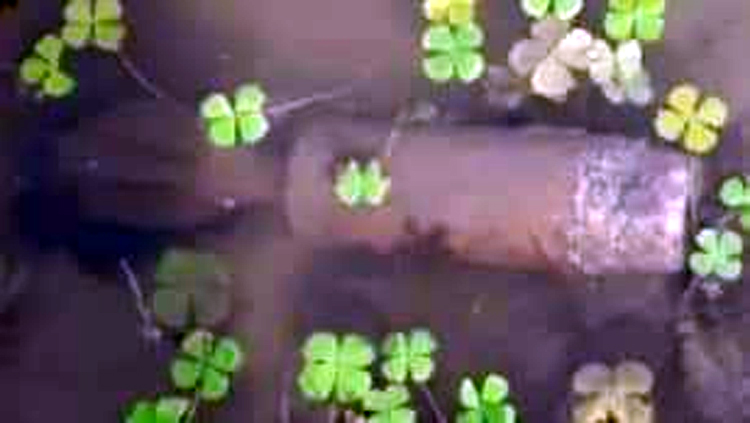 গোয়াইনঘাটে লেবু বাগানে মর্টার শেল : পাহারায় পুলিশ