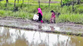 কোম্পানীগঞ্জে একটি সড়কের জন্য ১৫ হাজার মানুষের ভোগান্তি