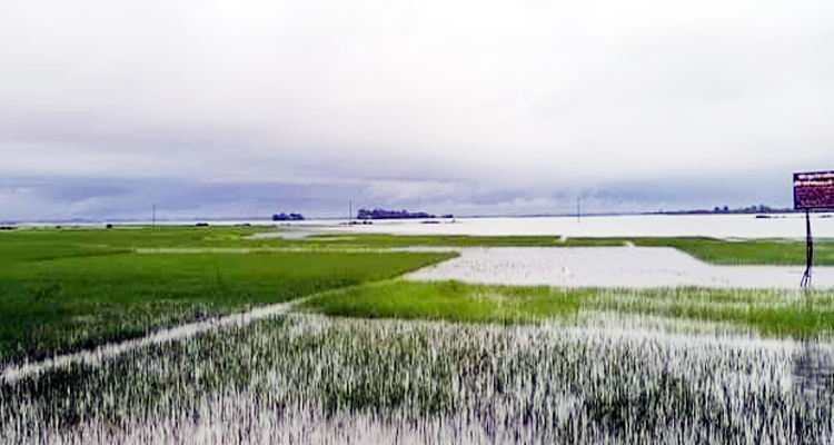 গোয়াইনঘাটে ফের বন্যা, আমন নিয়ে দুশ্চিন্তায় কৃষকরা