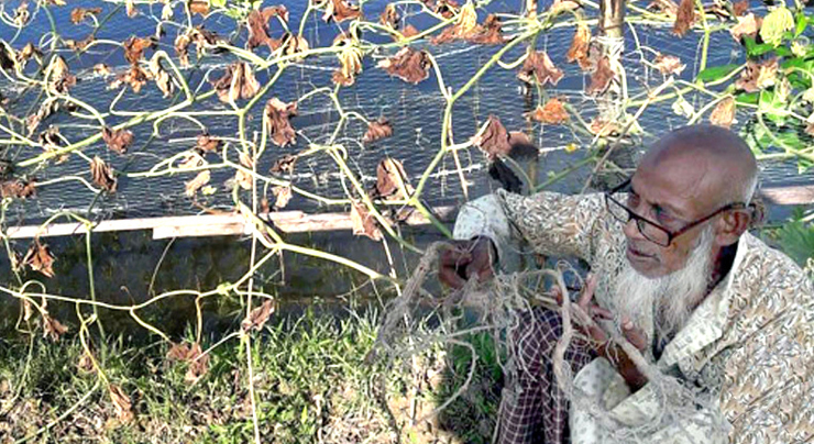 ছাতকে পূর্বশত্রুতায় অসহায় কৃষকের সবজি গাছের চারা কর্তন