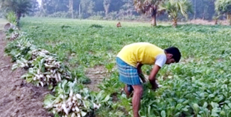গোয়াইনঘাটে পারিবারিক সবজি চাষ ব্যাহত, কমছে না বাজার দর