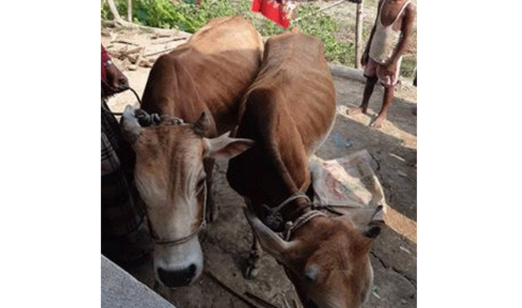গোয়াইনঘাটে চুরি হওয়া দুটি গরু উদ্ধার