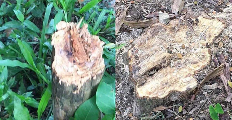 বিশ্বনাথে অবৈধভাবে সরকারি ভূমিতে গাছ কর্তনের অভিযোগ