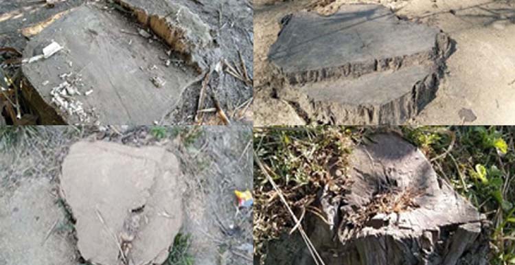 কানাইঘাটের সেই বিট কর্মকর্তার বিরুদ্ধে তদন্ত শুরু