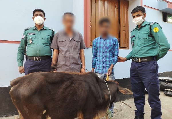 সিলেটে অটোরিকশায় করে গরু চুরির চেষ্টা, আটক ২