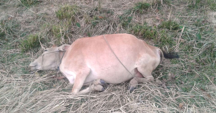 ছাতকে ক্ষেতের ধান খাওয়ায় পিটিয়ে গরু হত্যা