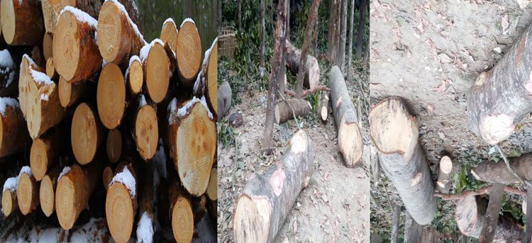 জৈন্তাপুরে প্রভাবশালী চক্রের বিরুদ্ধে সরকারী জমির গাছ কাটার অভিযোগ