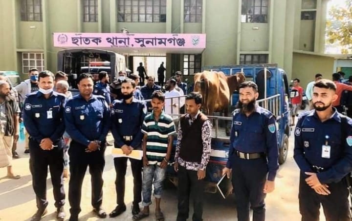 ছাতকে চোরাই গরুসহ আটক ৩