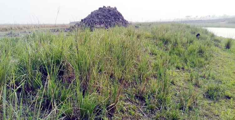 কানাইঘাটের হাওরে জমি খরিদ করে হয়রানীর স্বীকার মালিকগন