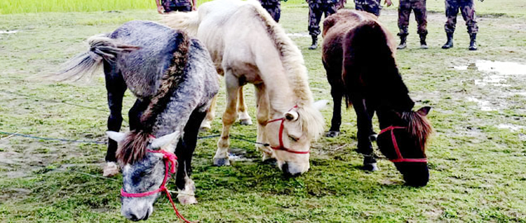 সুনামগঞ্জে সীমান্তে ভারতীয় ঘোড়ার চালান আটক