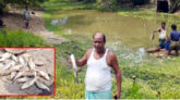 বিশ্বনাথে পূর্ব শত্রুতার জেরে বিষ প্রয়োগে তিন লাক্ষ টাকার মাছ নিধনের অভিযোগ