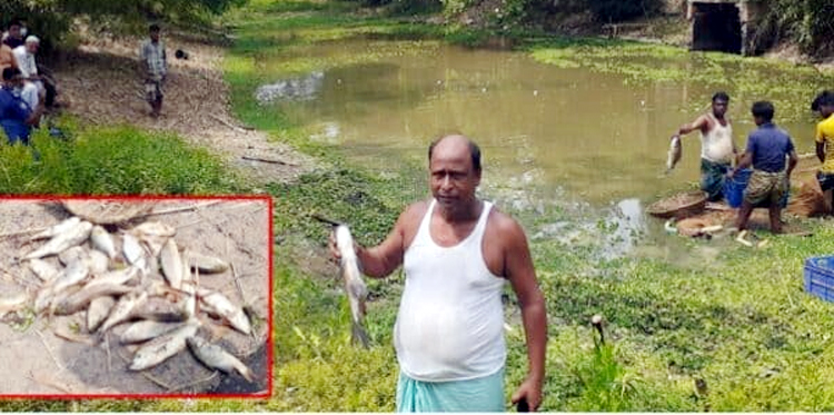 বিশ্বনাথে পূর্ব শত্রুতার জেরে বিষ প্রয়োগে তিন লাক্ষ টাকার মাছ নিধনের অভিযোগ