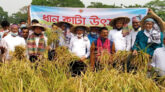 কৃষকদের সাথে নিয়ে ধান কাটা শুরু করলেন সুনামগঞ্জের ডিসি