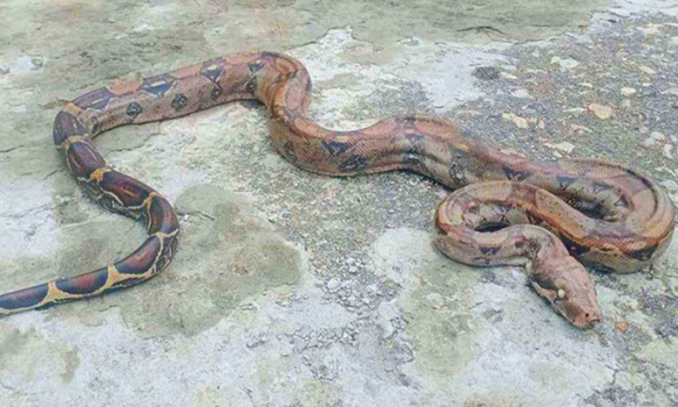 কলম্বিয়া থেকে কাঁচামালের সঙ্গে অজগর বাংলাদেশে, রাখা হয়েছে কোয়ারেন্টাইনে