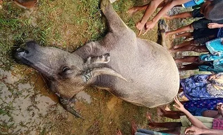 গোয়াইনঘাটে পৃথক বজ্রপাতে এক কিশোর ও দু’টি গরু-মহিষের মৃত্যু