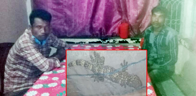 সিলেটে তক্ষকসহ দুই জনকে আটক করে ছেড়ে দিলো পুলিশ, তক্ষক গায়েব