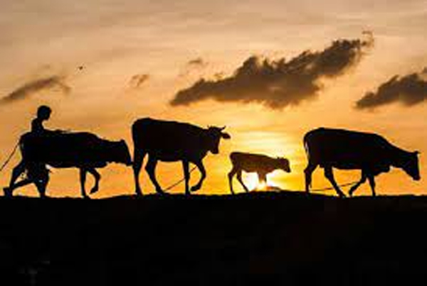 বিশ্বনাথে চারটি গরু চুরি : থানায় অভিযোগ