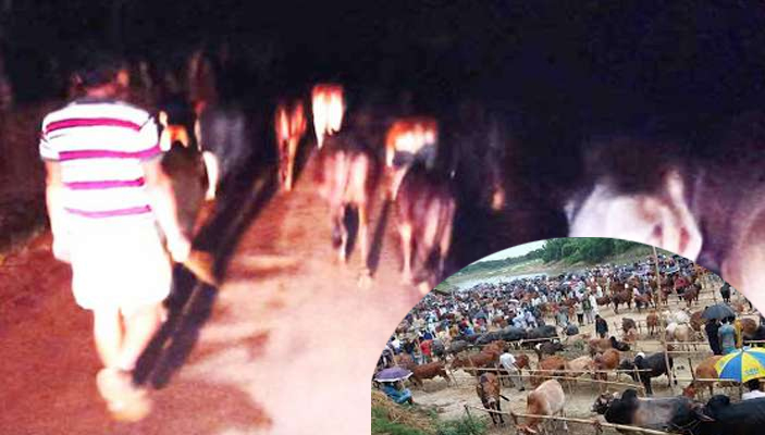 দোয়ারাবাজারে জমজমাট পশুর হাট, সীমান্তে রাতের আঁধারে আসছে গরু
