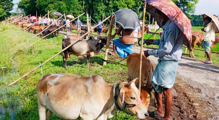বিশ্বনাথে ক্রেতা নেই পশুর হাটে, দুশ্চিন্তায় ব্যাপারিরা