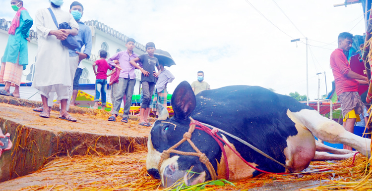 অতিরিক্ত গরমে সিলেটে হাটেই মারা গেল ১৬ মণ ওজনের গরু
