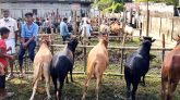 বিশ্বনাথে জমে উঠেছে পশুর হাট