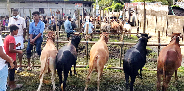 বিশ্বনাথে জমে উঠেছে পশুর হাট