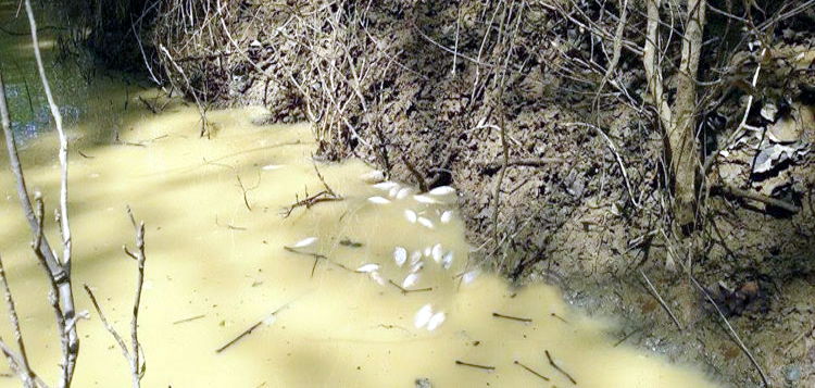 রাতারগুলে বিষপ্রয়োগে মৎস্য নিধন : দুর্গন্ধময় পরিবেশ