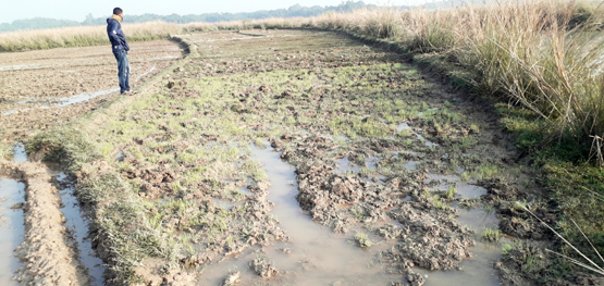 খাদিমপাড়ায় জমি সংক্রান্ত বিরোধের জের ধরে ধান ক্ষেত নষ্ট করলো নাসির বাহিনী