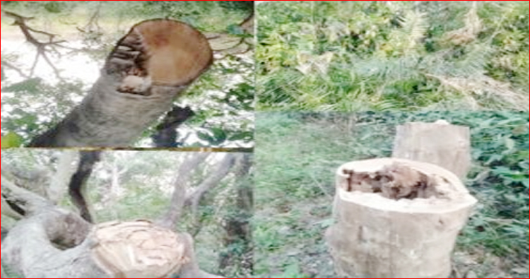 গোয়াইনঘাটের বনাঞ্চল উজাড় হয়ে গেছে হজার হাজার একর বনভূমি