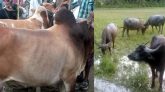 ভারতীয় গরু মহিষে সয়লাব সড়কের বাজার ও কালীগঞ্জ