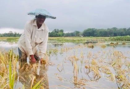 বিশ্বনাথে পাকা ধান পানির নীচে, শঙ্কিত কৃষক