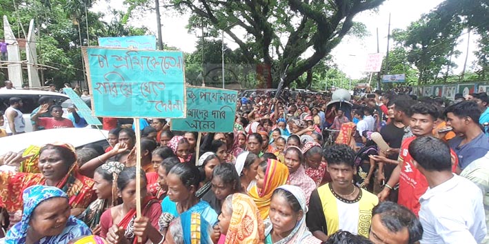 সিলেটে মজুরি বৃদ্ধির দাবিতে রাজপথে চা শ্রমিকরা : সড়ক অবরোধ