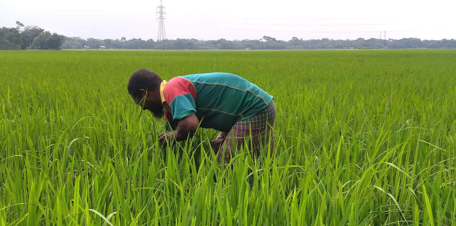 বিশ্বনাথে বাতাসের তালে তালে দুলছে কৃষকের স্বপ্ন