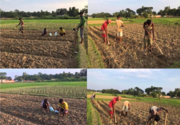 বিশ্বনাথে আগাম শীতকালীন টমেটো চাষে ব্যস্ত কৃষকেরা