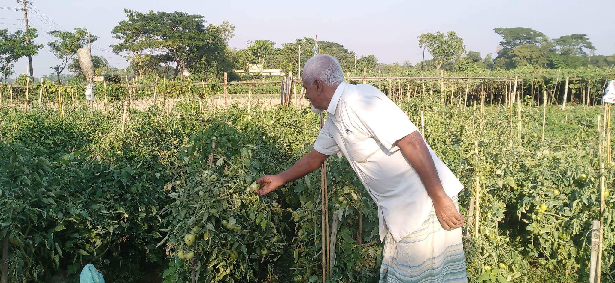 বিশ্বনাথে টমেটো চাষ করে কৃষকের মুখে সোনালী হাসি 
