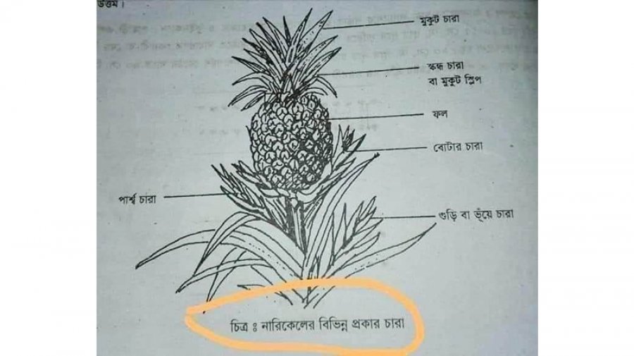 পাঠ্যবইয়ে আনারসের ছবির নিচে নারিকেল লেখাটি এডিট করা