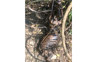 বিশ্বনাথে মানুষের কঙ্কাল উদ্ধার