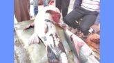 ৭৫ হাজার টাকায় বিক্রি ৫৫ কেজির বাঘাইড়
