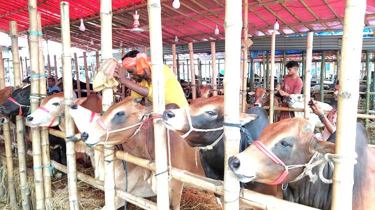 সিলেটে ৩ লাখ ৯৪ হাজার পশু কোরবানি