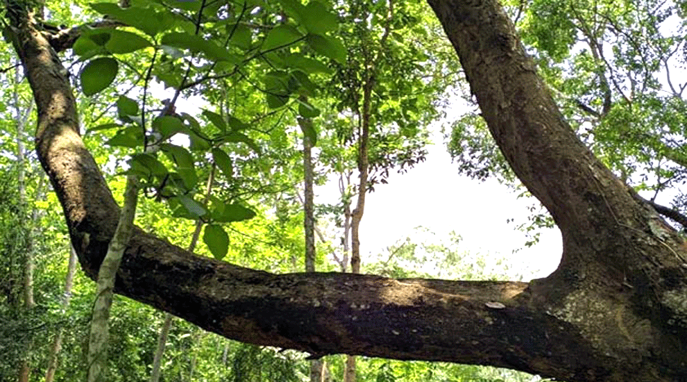 মৌলভীবাজারের রেলপথে ‘ঝুঁকিপূর্ণ’ ৪৩ গাছ!