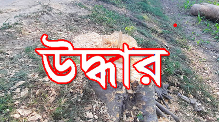 সারী-গোয়াইনঘাট সড়কের গাছ কর্তন : ভুমি অফিসের অভিযানে স’মিল থেকে উদ্ধার