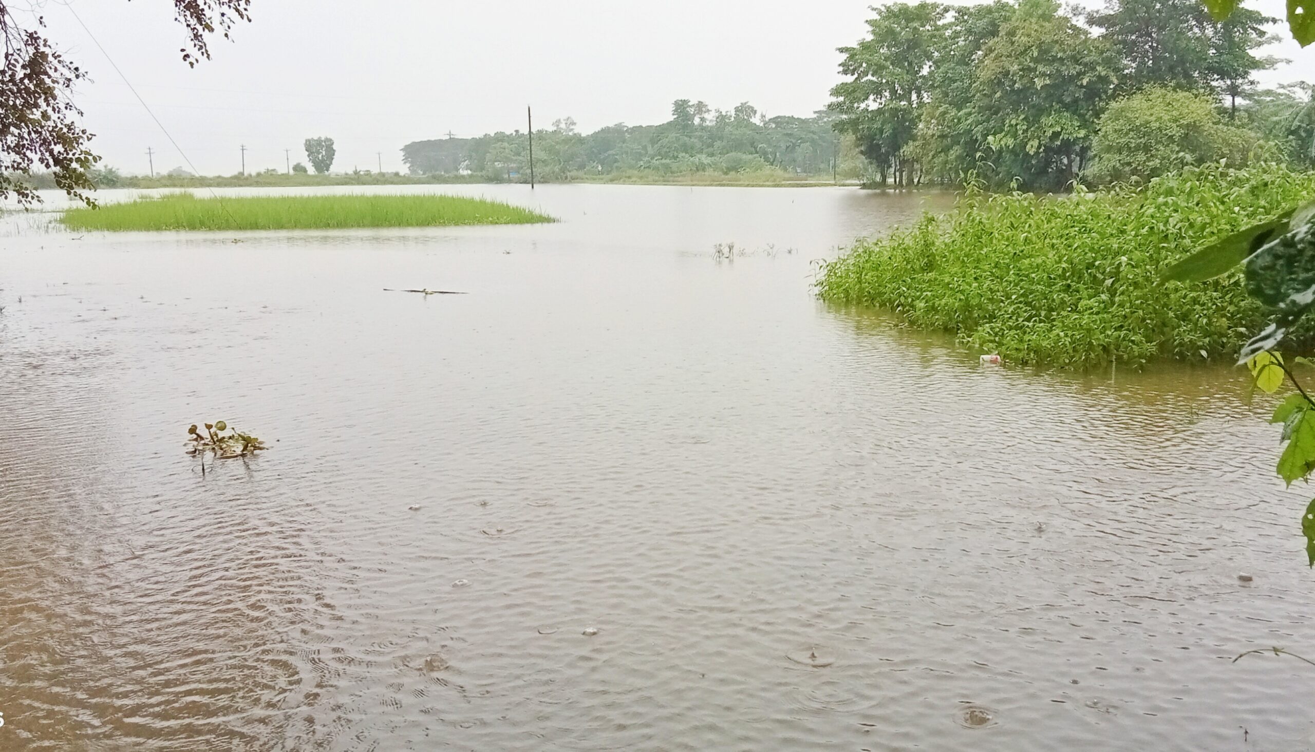 বিশ্বনাথে টানা বৃষ্টিতে আকস্মিক বন্যার শঙ্কা