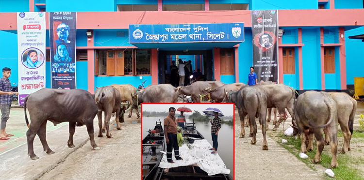 জৈন্তাপুরে পুলিশের পৃথক অভিযানে ভারতীয় মহিষ ও চিনি’র চালান আটক