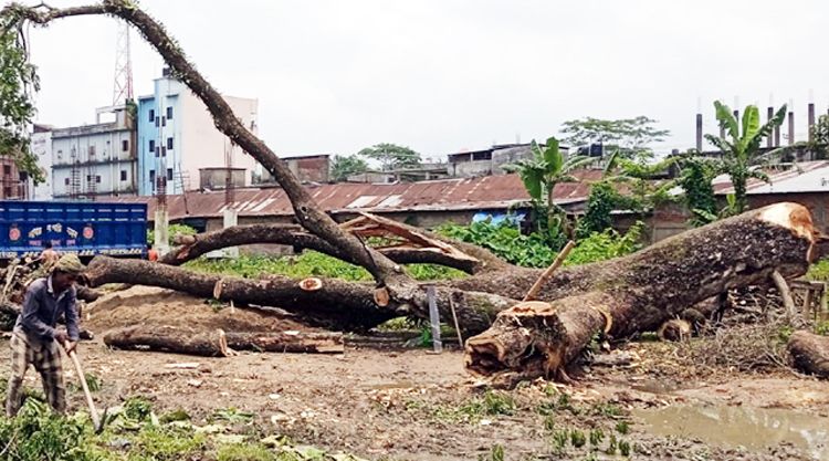 বড়লেখায় রেলের ২শ’ গাছ কেটে বিক্রি
