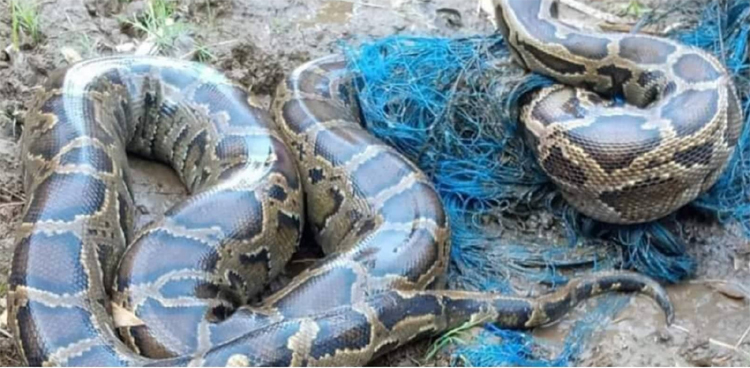 সিলেটের এসপির নির্দেশে নিজের আভাস ভূমিতে ঠাঁই পেলো অজগর!