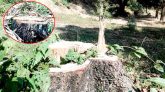 ছাতকে বন-কর্মকর্তাদের দোহাই‌‌’য়ে বনায়নের গাছ কেটে বিক্রি!