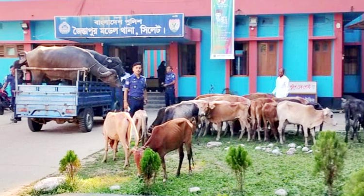 জৈন্তাপুরে গাড়ীসহ ভারতীয় ২১টি গরু ও ৪টি মহিষ আটক